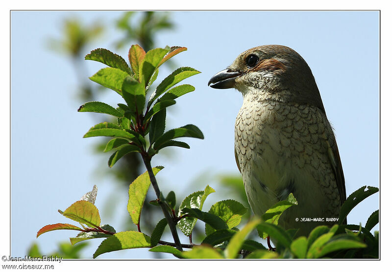 Red-backed Shrike female, identification