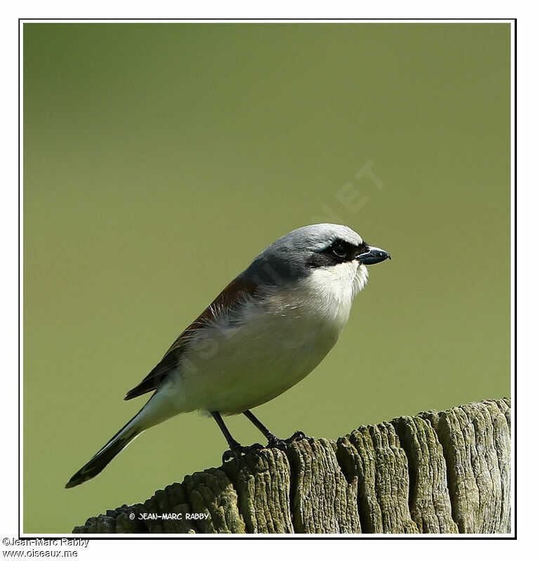 Pie-grièche écorcheur mâle, identification