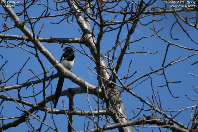 Eurasian Magpie, identification