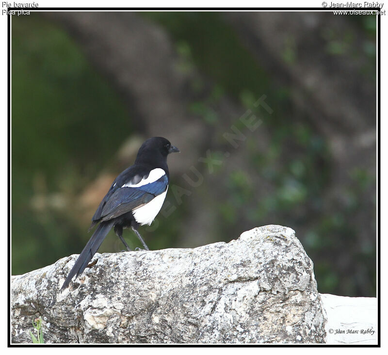 Eurasian Magpie, identification