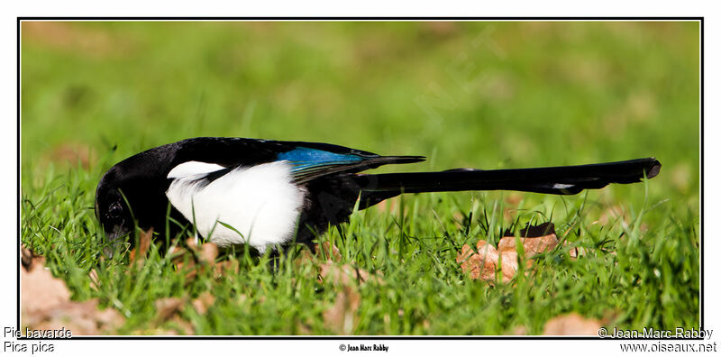 Eurasian Magpie, identification