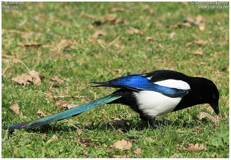 Eurasian Magpie, identification