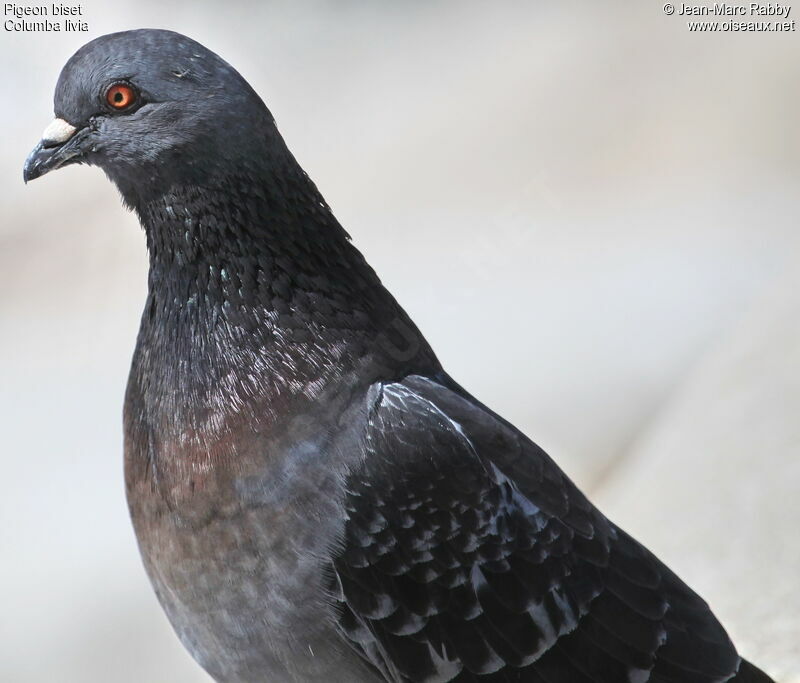 Rock Dove, identification