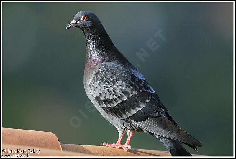 Pigeon biset, identification