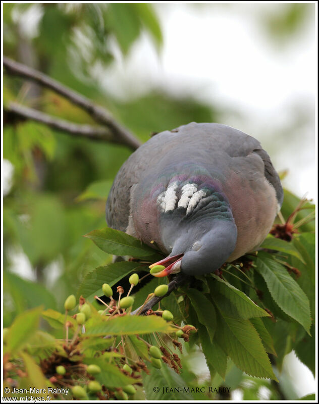 Pigeon ramier, identification