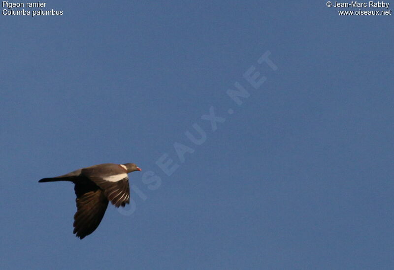 Common Wood Pigeon, Flight