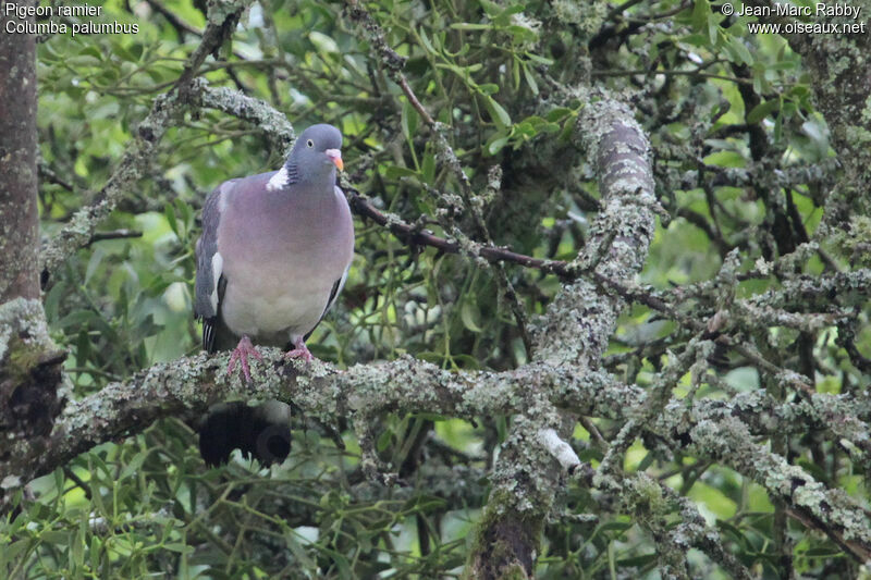 Pigeon ramier, identification