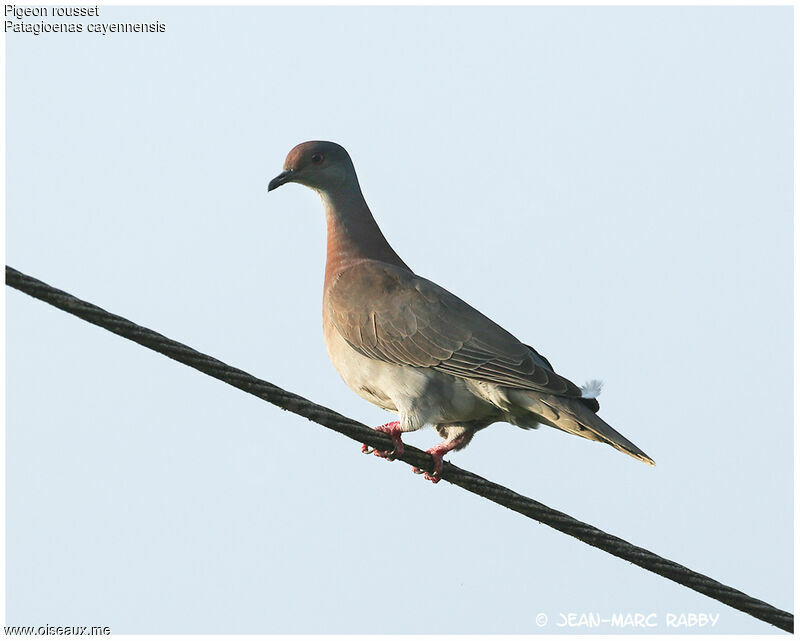 Pale-vented Pigeon, identification