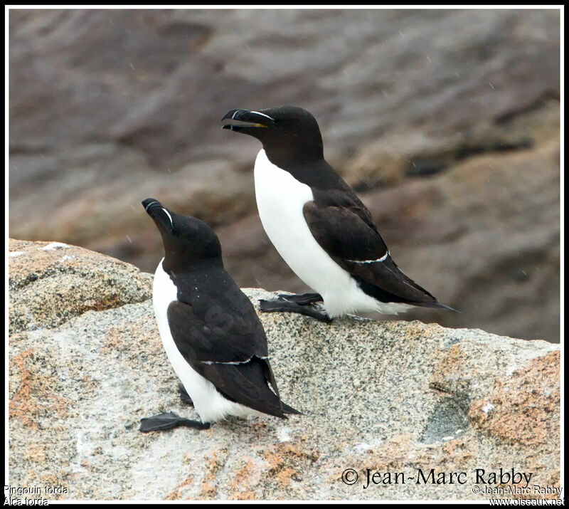 Razorbill, identification