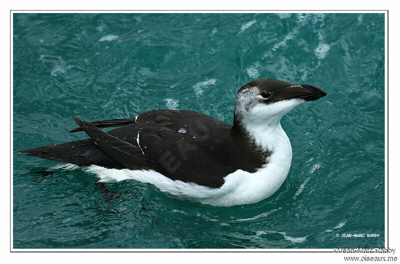 Pingouin torda, identification