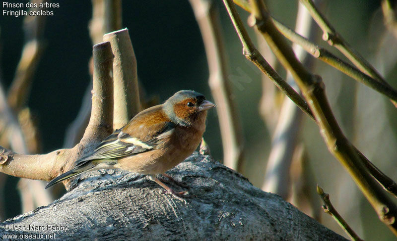 Eurasian Chaffinch, identification