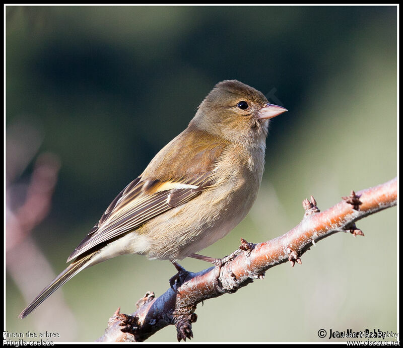 Eurasian Chaffinch, identification