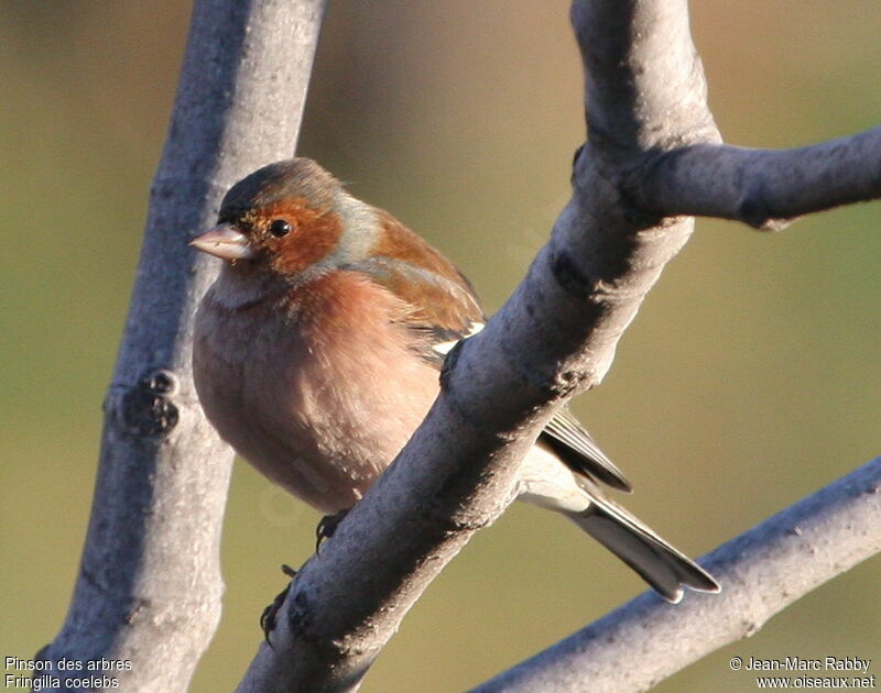 Eurasian Chaffinch