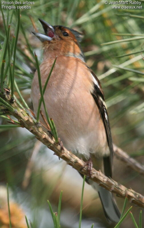 Eurasian Chaffinch, identification