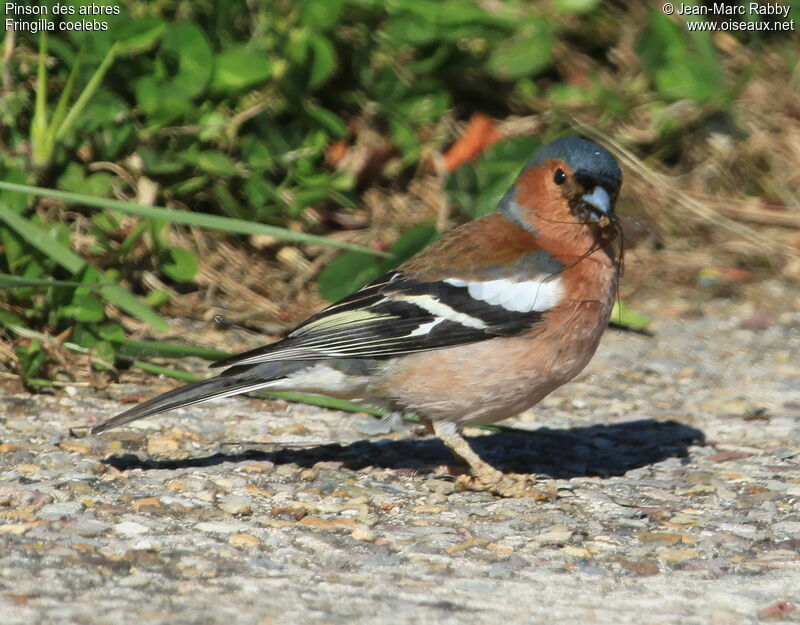 Eurasian Chaffinch, identification