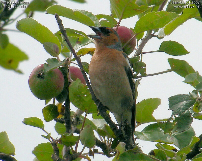 Pinson des arbres, identification