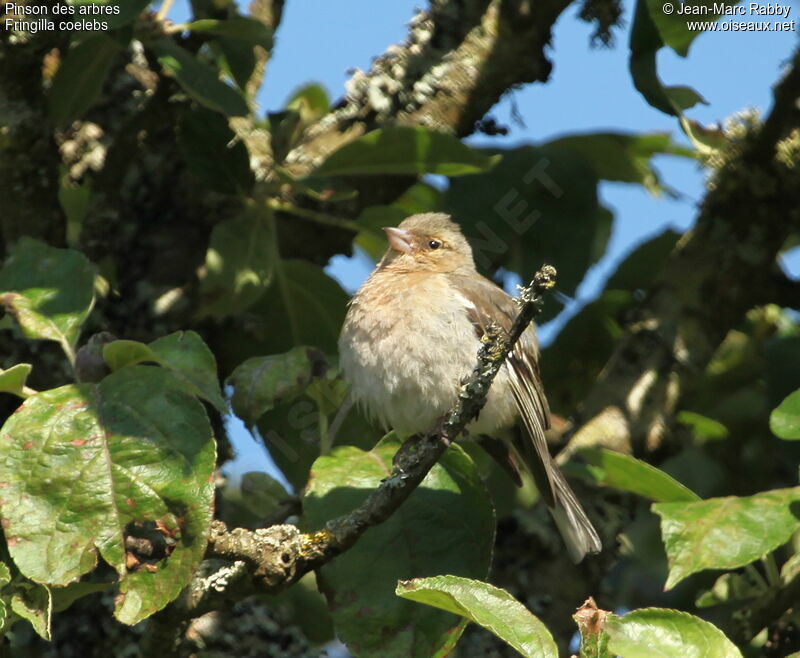 Pinson des arbres, identification