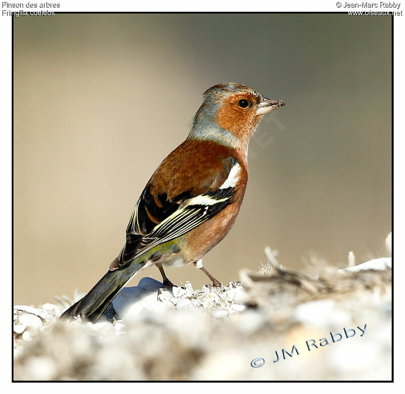 Eurasian Chaffinch, identification