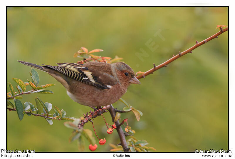 Pinson des arbres, identification