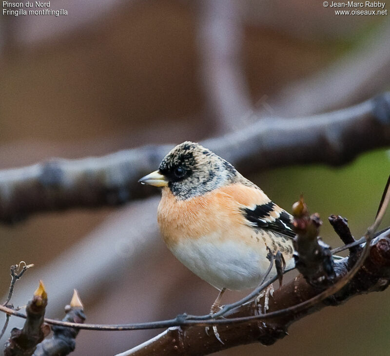 Brambling, identification