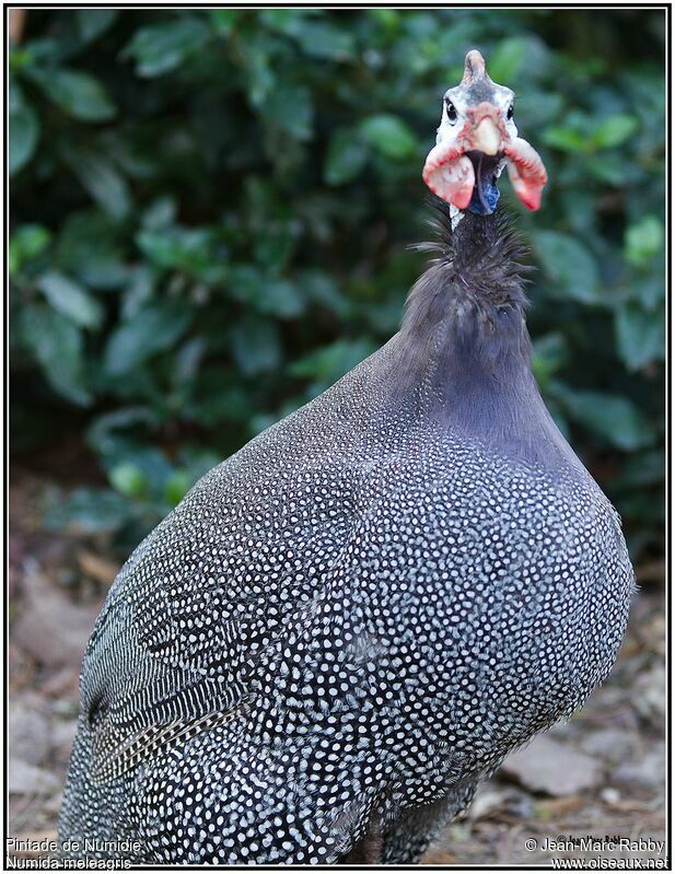 Helmeted Guineafowl, identification