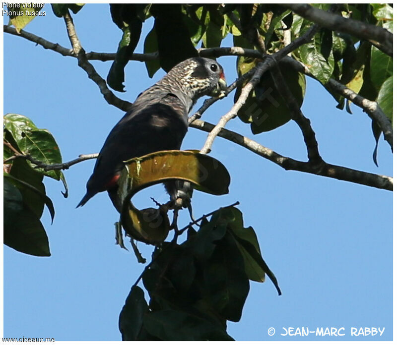 Dusky Parrot, identification