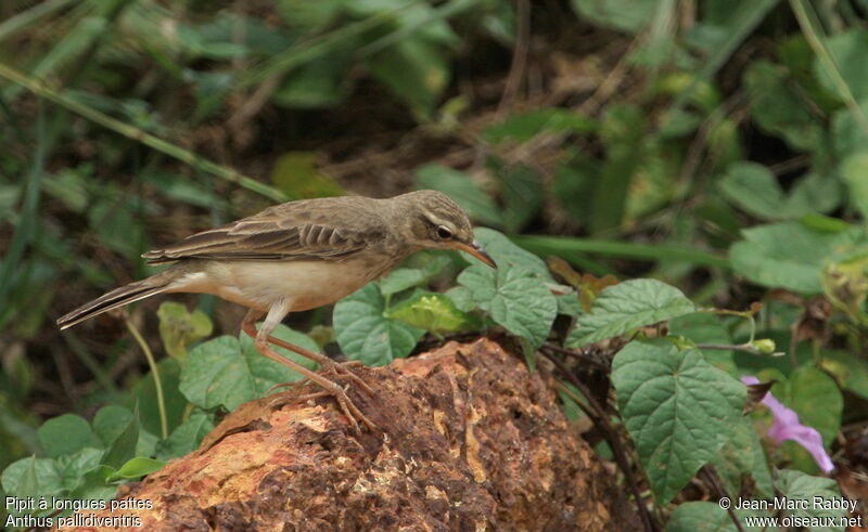 Pipit à longues pattes