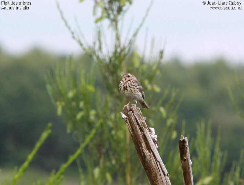 Pipit des arbres, identification