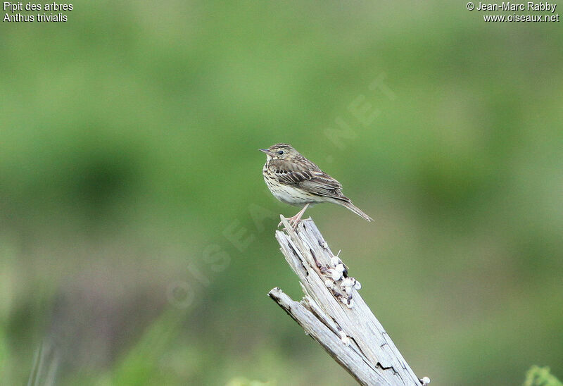 Tree Pipit, identification