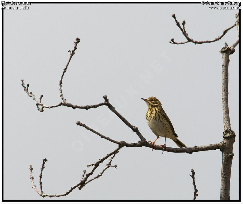 Tree Pipit, identification