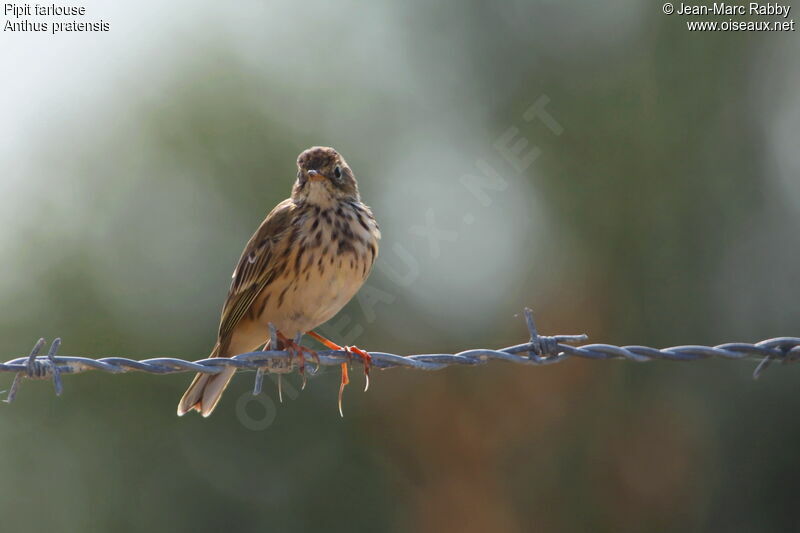 Meadow Pipit, identification