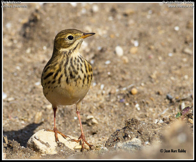 Meadow Pipit, identification