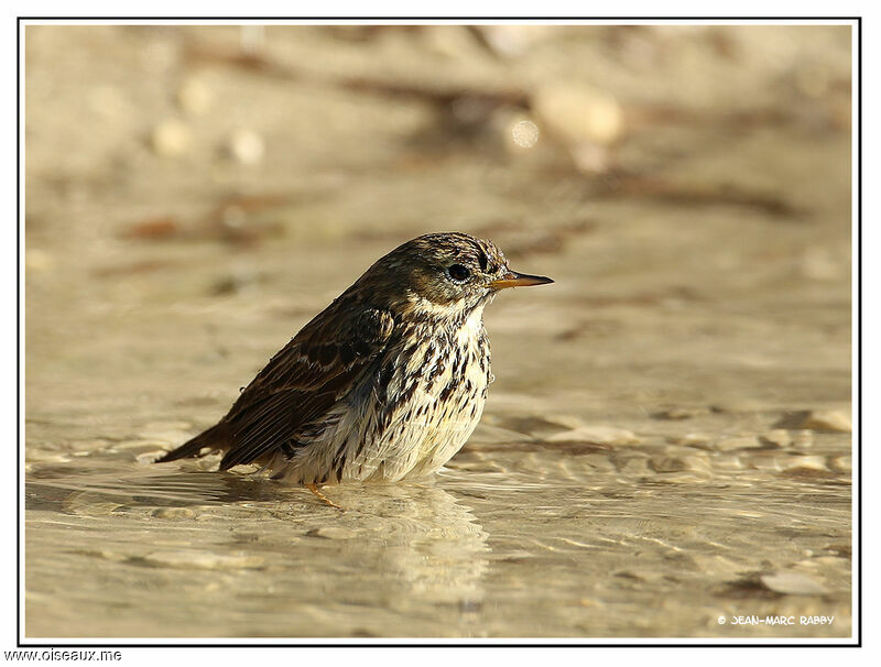 Meadow Pipit, identification