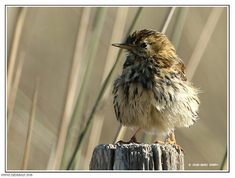 Meadow Pipit, identification