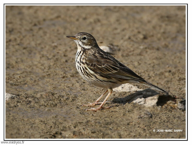 Pipit farlouse, identification