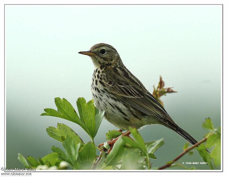 Pipit farlouse, identification