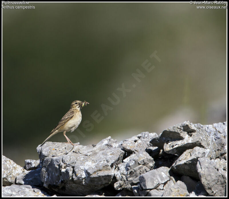 Tawny Pipit, identification