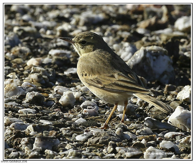 Pipit rousseline, identification