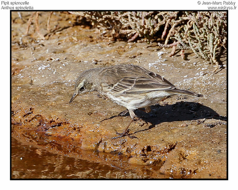 Pipit spioncelle, identification