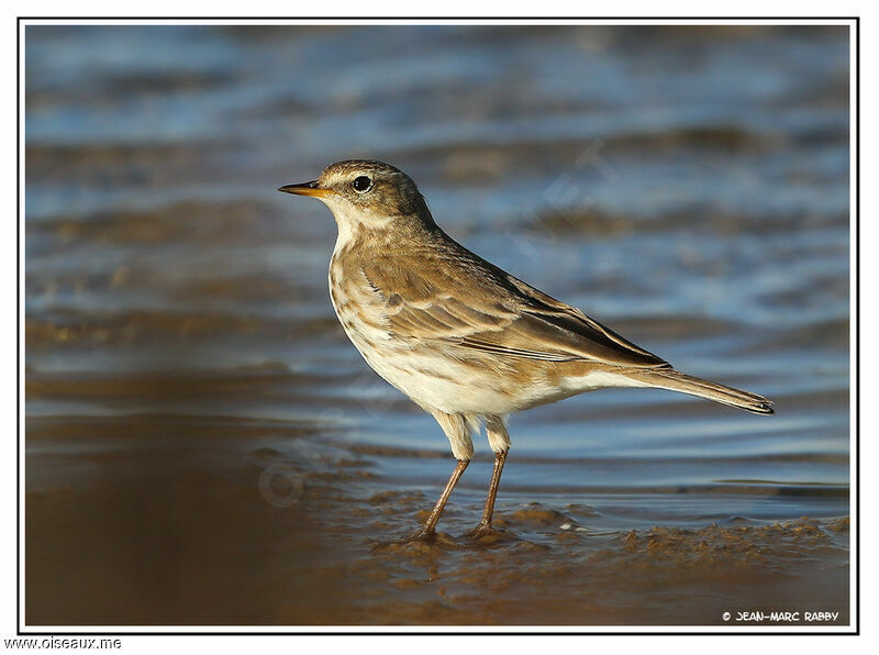 Pipit spioncelle, identification