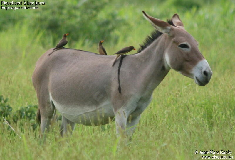 Yellow-billed Oxpecker