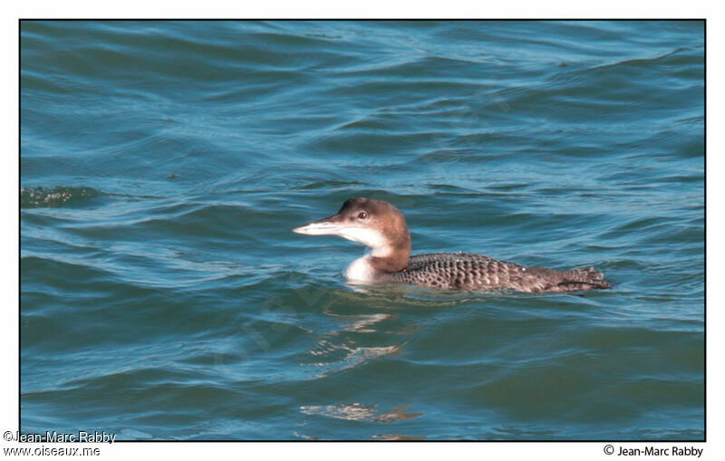 Plongeon imbrin, identification