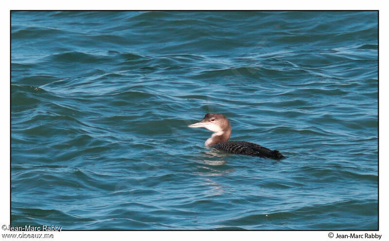 Plongeon imbrin, identification