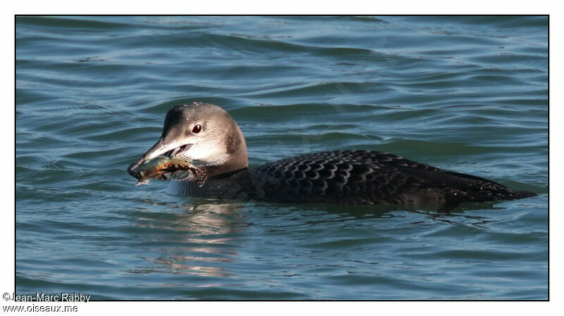 Common Loon, identification, Behaviour