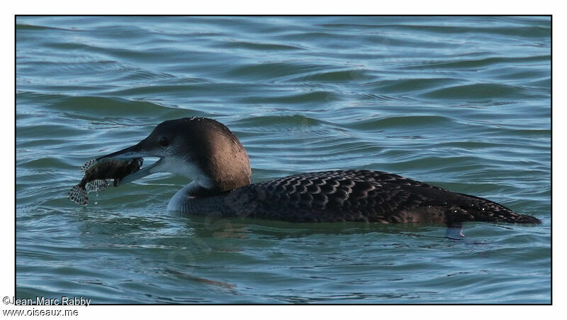 Common Loon, identification