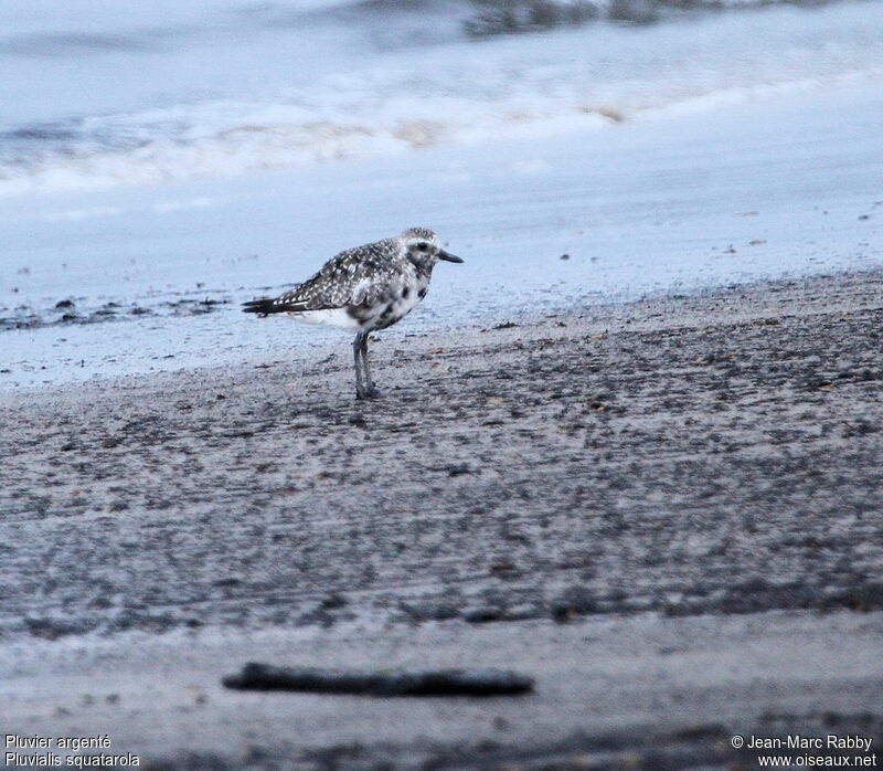 Grey Plover