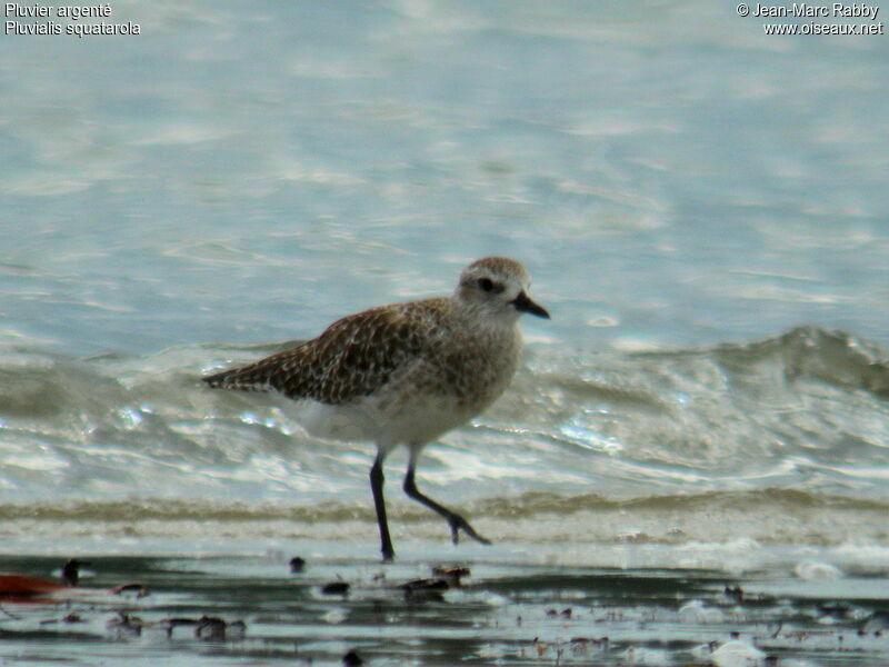 Grey Plover