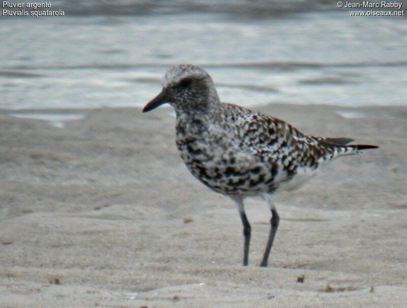 Pluvier argentéadulte nuptial, identification