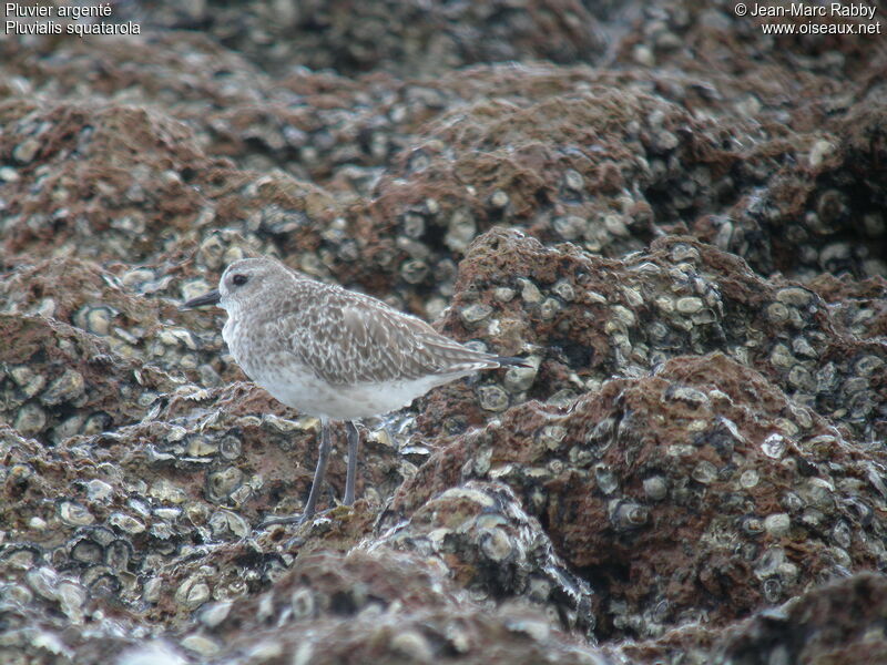 Pluvier argentéimmature, identification