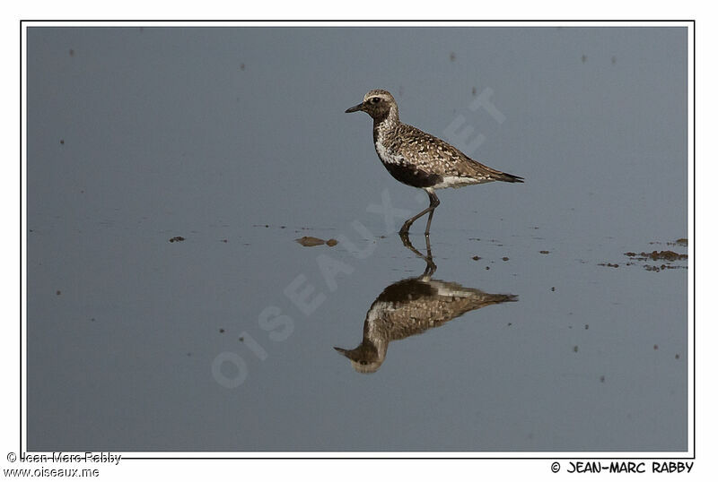 Grey Plover male, identification